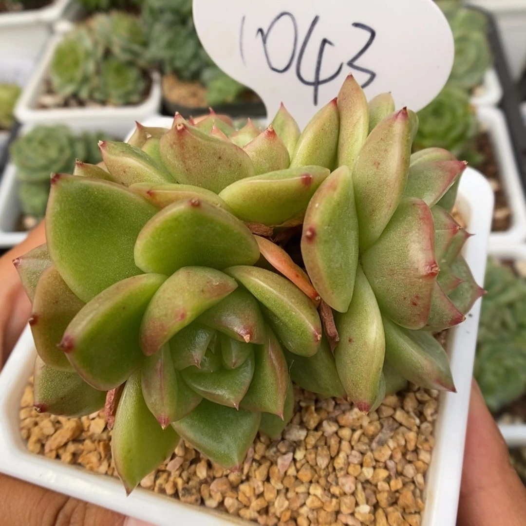 玉芷母本群生五头可拍1043号