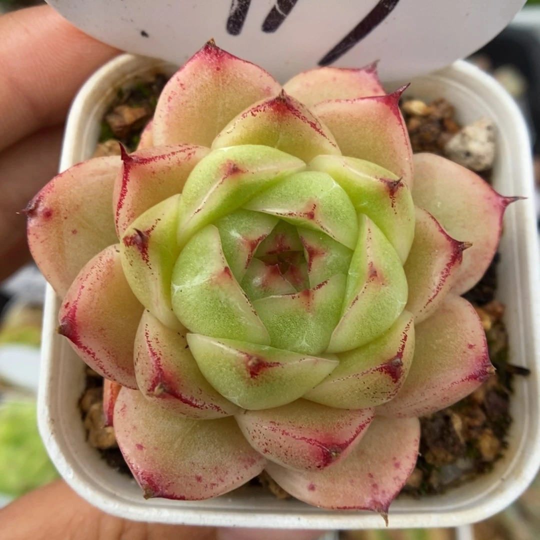 粉油透麦秆可拍117号。