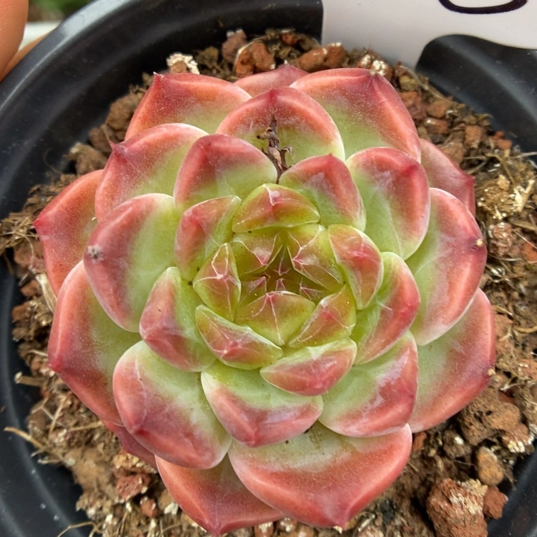 草莓泡芙可拍6006号。