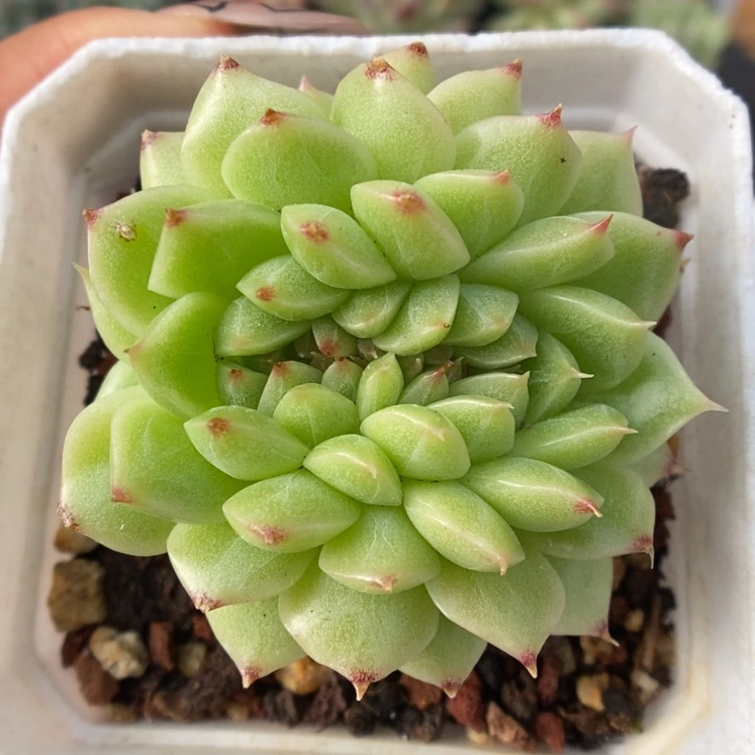 麦秆缀化可拍122号。