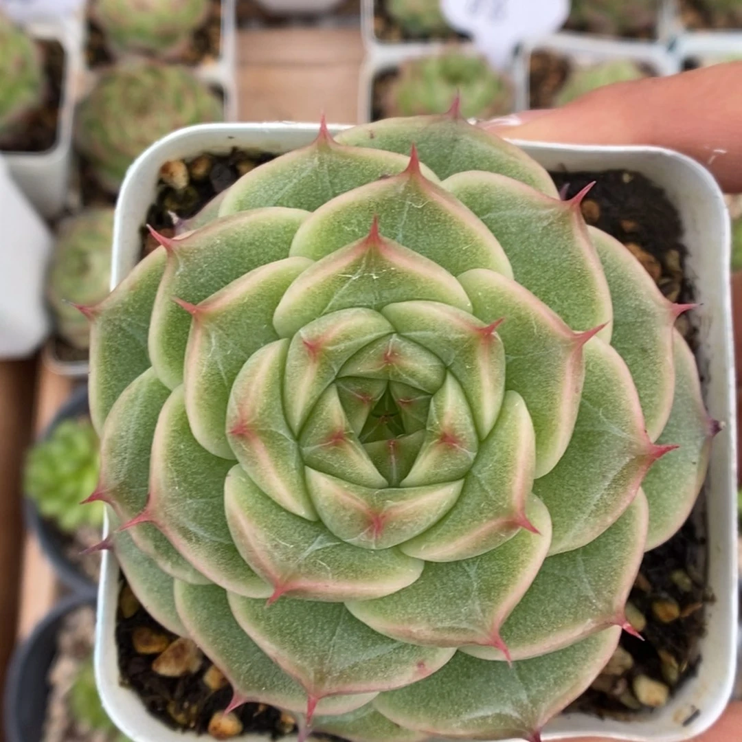 白底麦秆可拍9461号