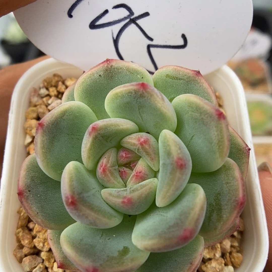蜜糖甜心可拍1053号。