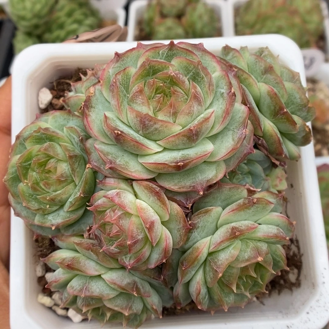 蔷薇珍妮群生八头3523号