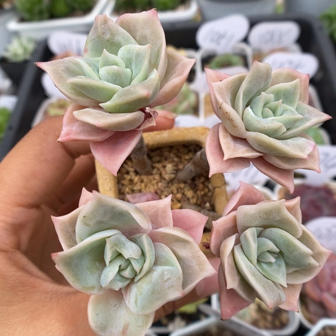 四头可爱玫瑰可拍整桩