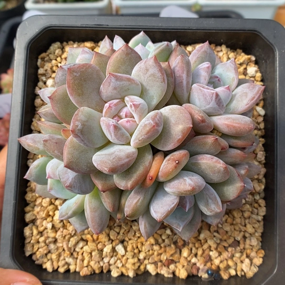 星影群生可拍。