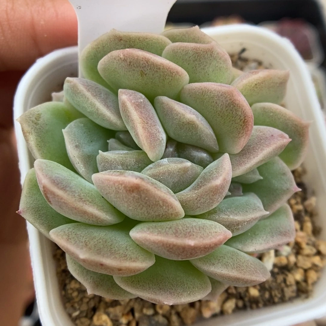 良辰朵朵缀化可拍1071号