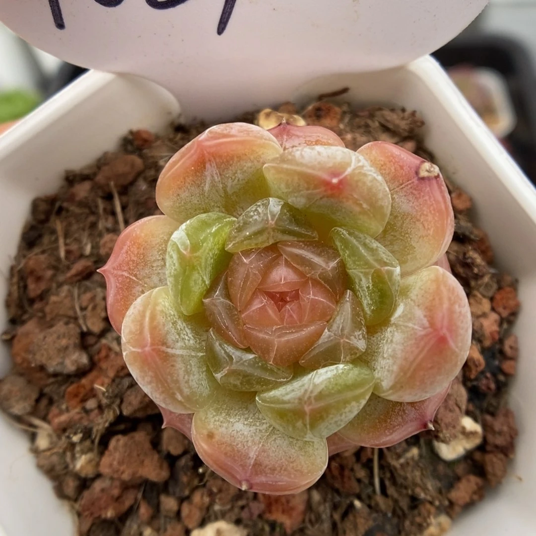 白色恋人可拍1061号