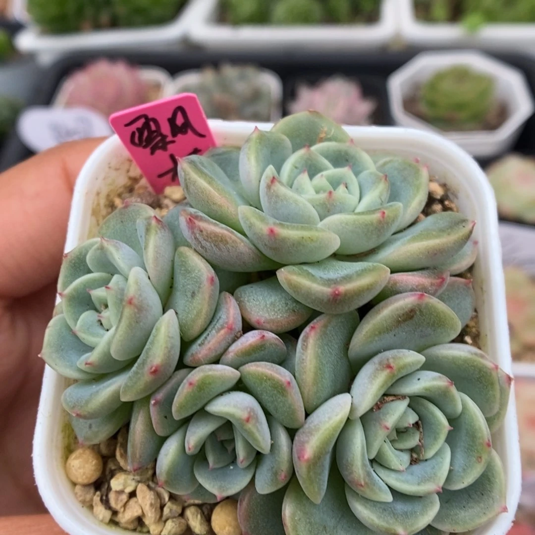 飘枝甜心群生可拍。