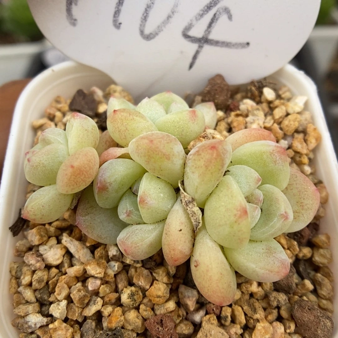 白底朵朵冰玉可拍104号。