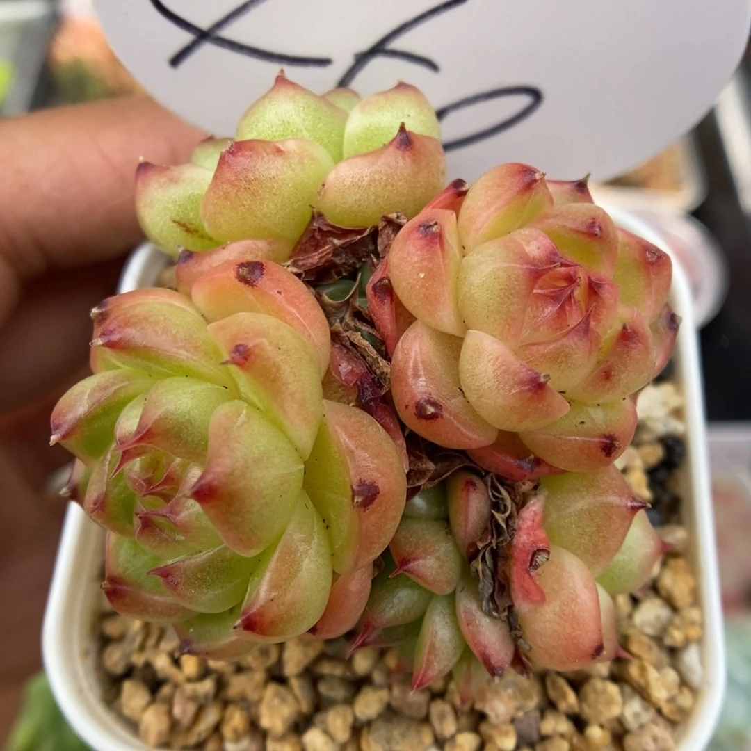 润玉珍妮群生可拍450号