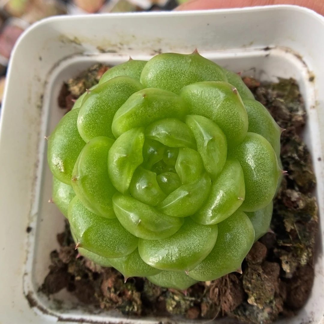 灯泡珍妮可拍66号。