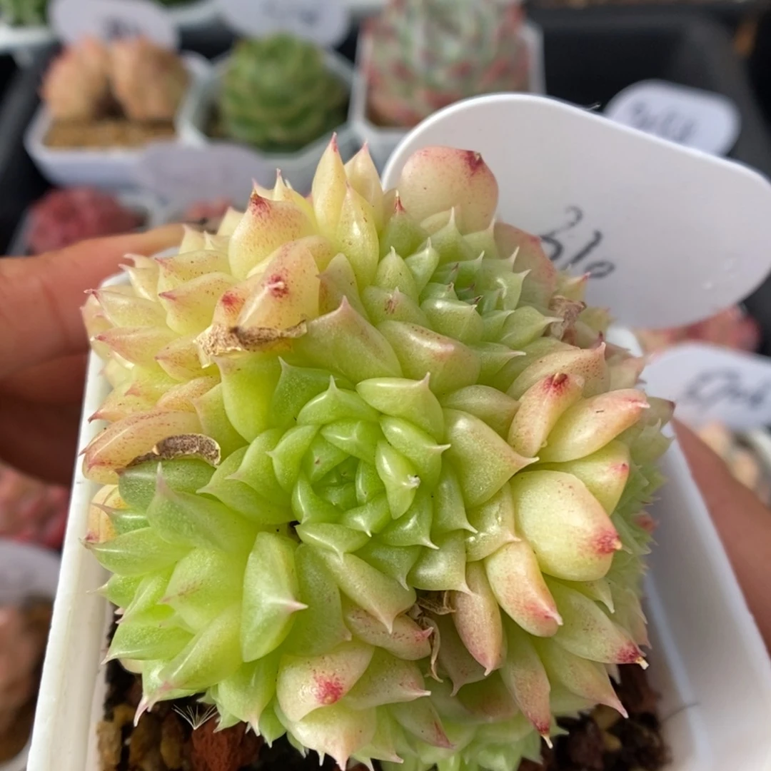 油透麦秆群生310号。