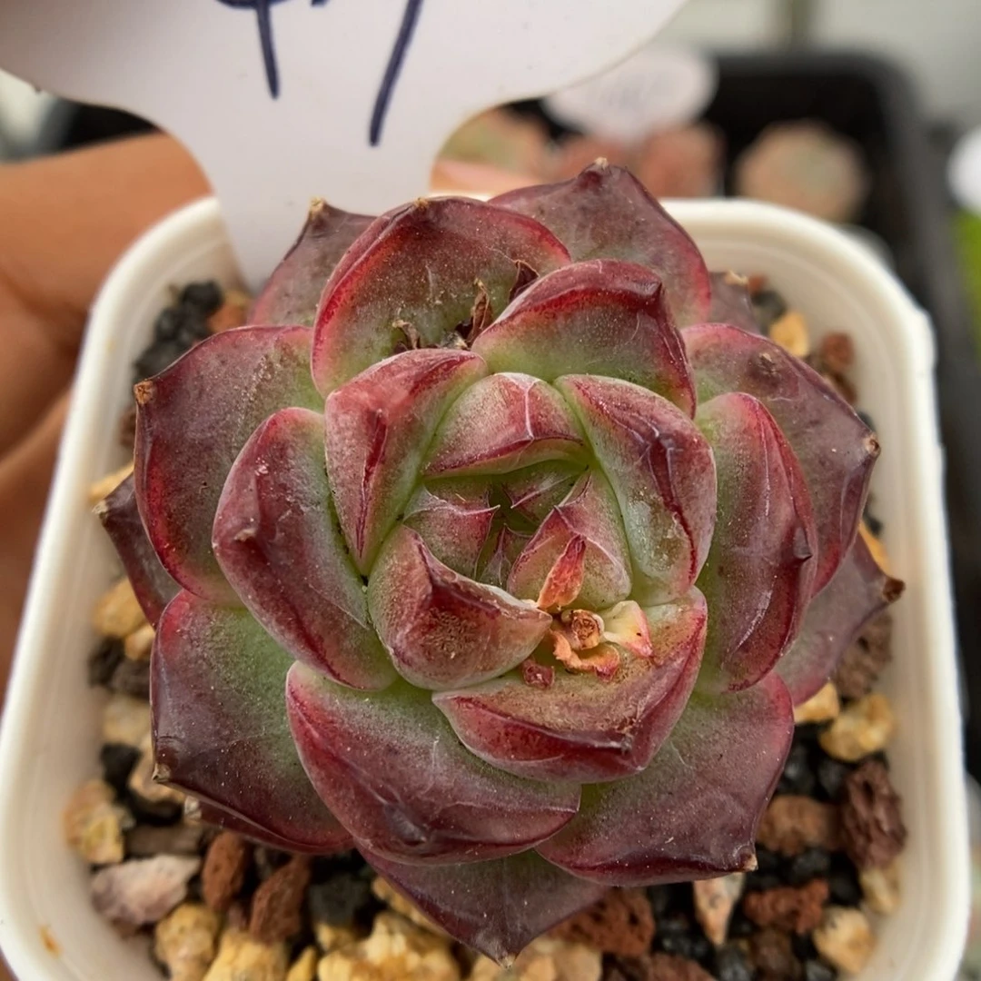 暗纹珍妮可拍1049号。