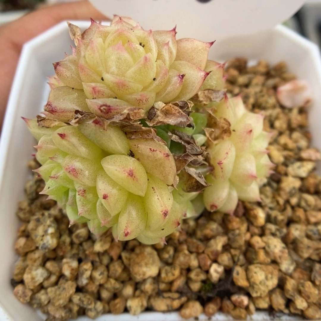 油透麦秆可拍1062号。