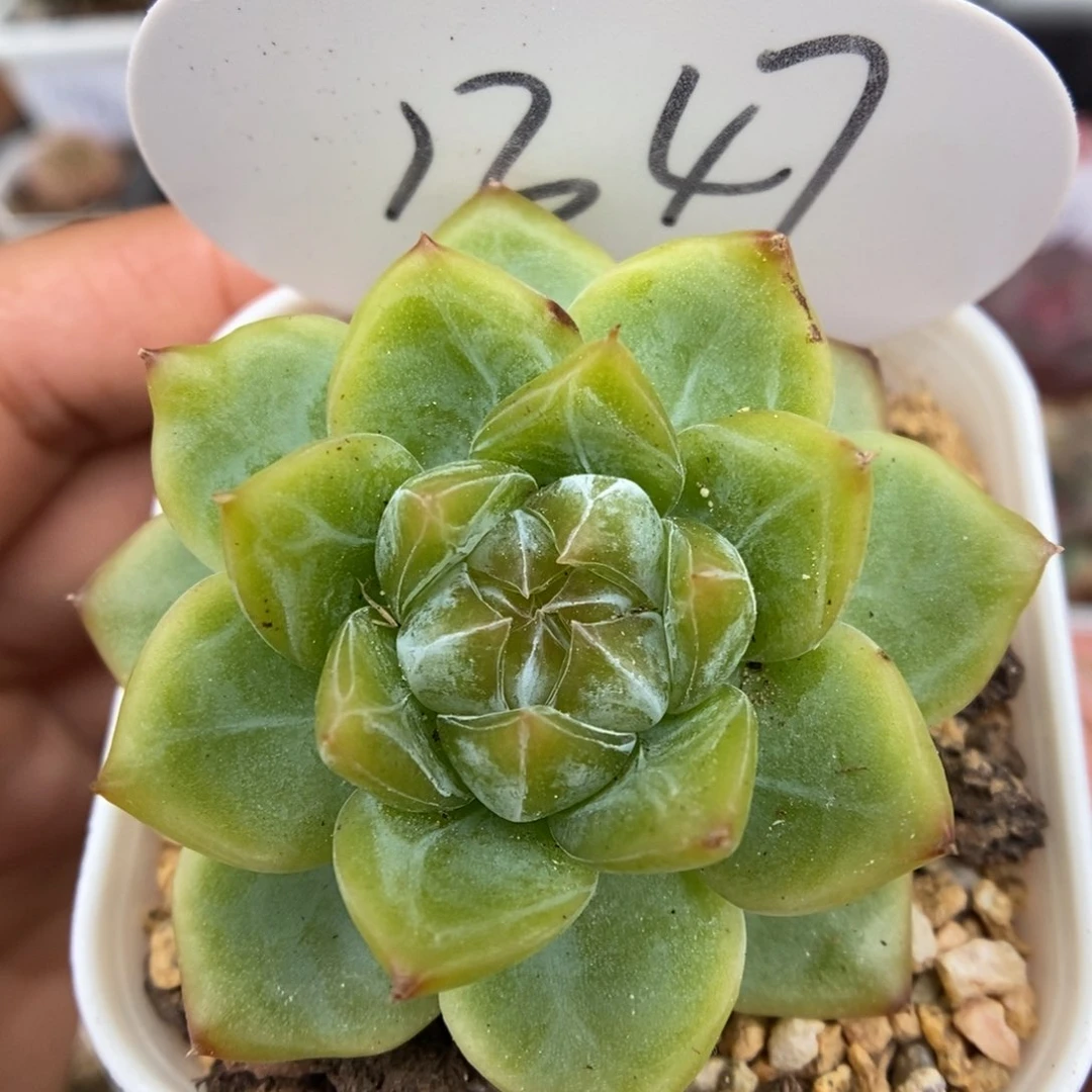 竹青珍妮可拍1347号
