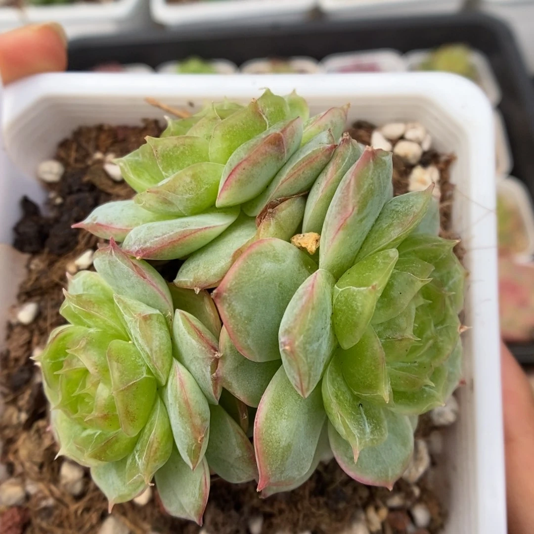 琉璃透心珍妮群生1012号。