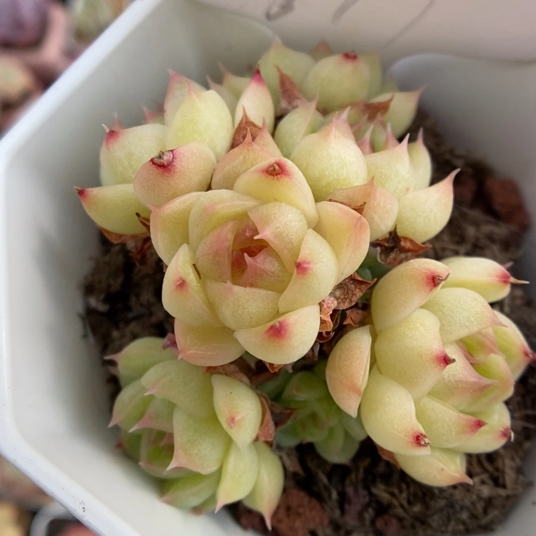 白玉麦秆群生877号