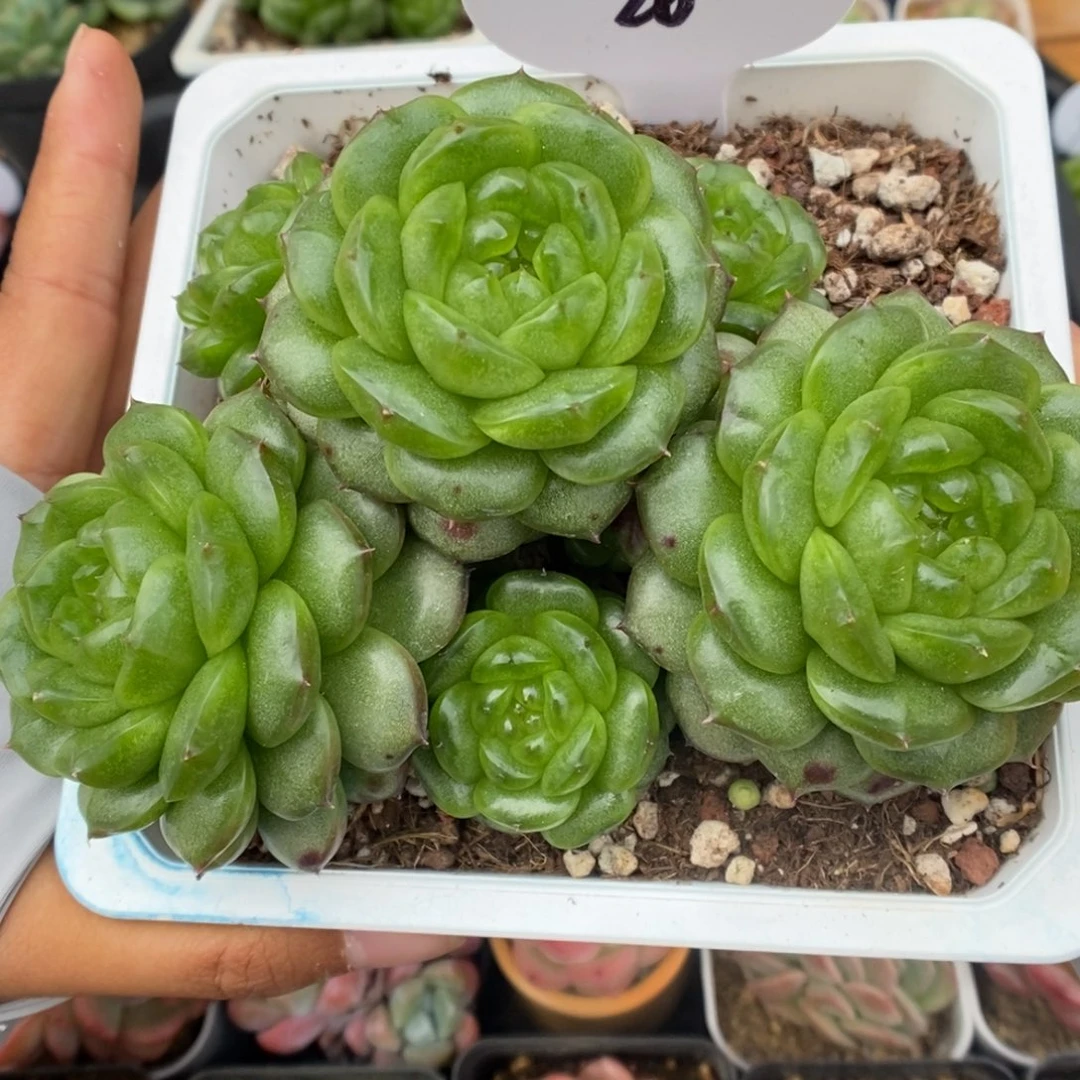 灯泡珍妮可拍282号。