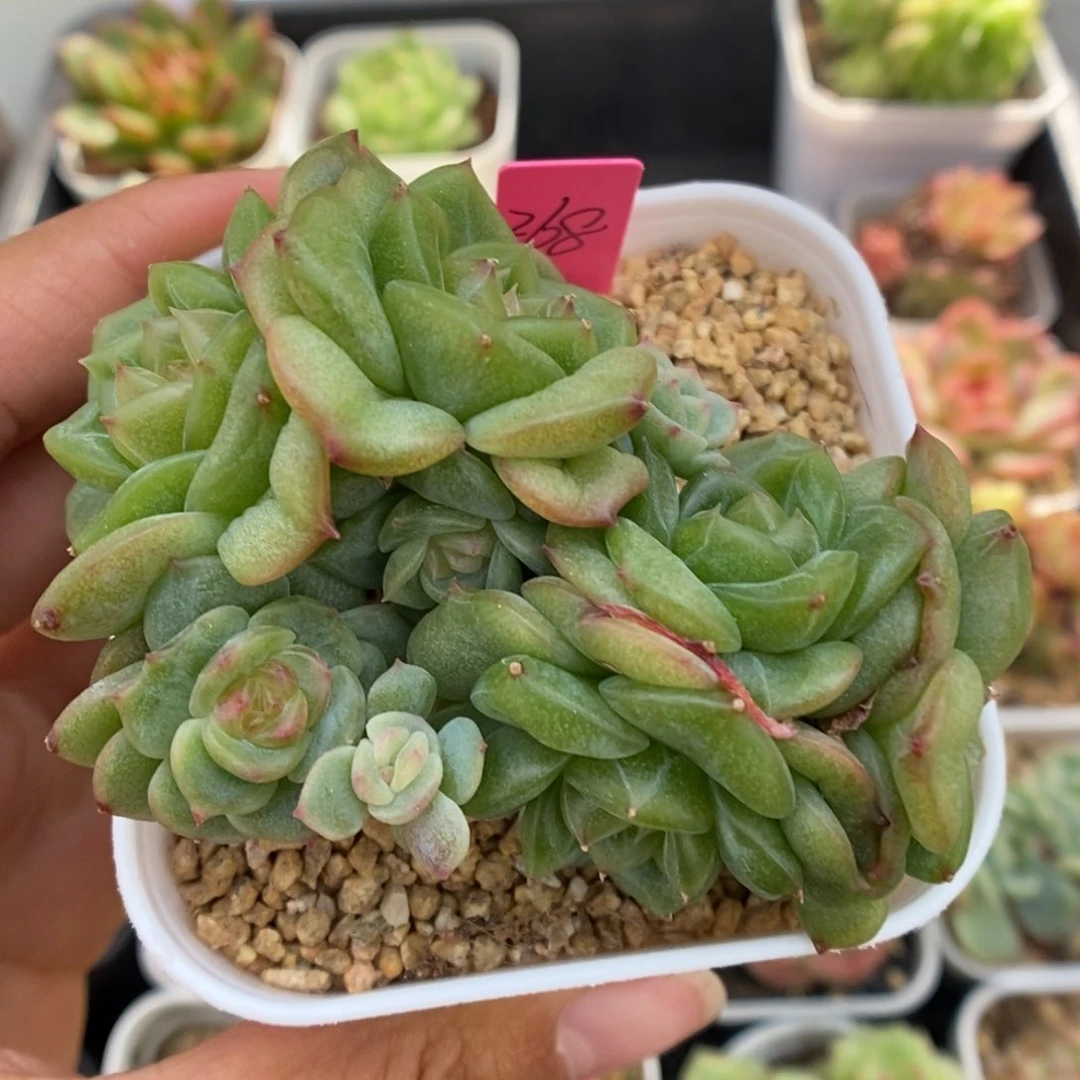 珍妮群生10头可拍。