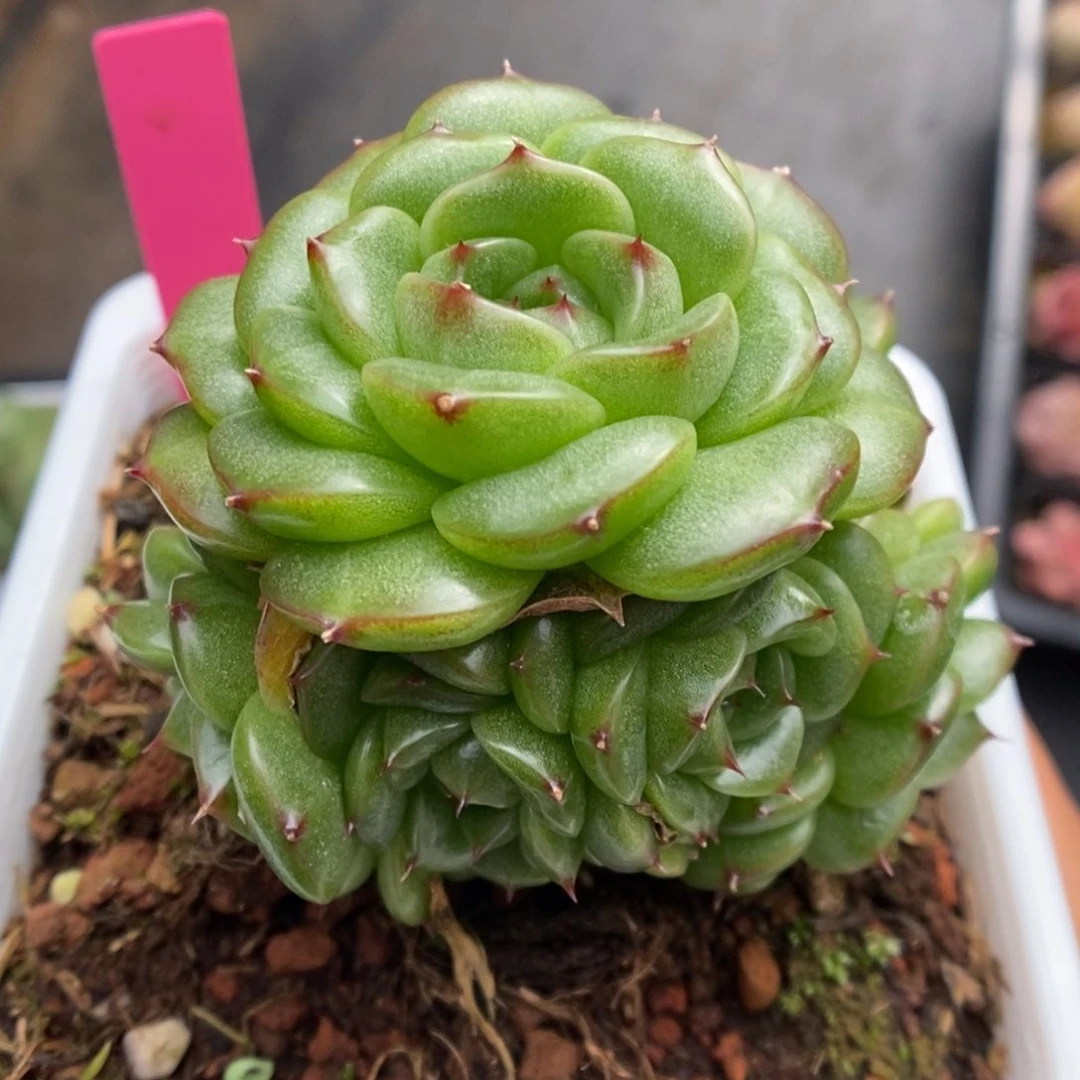 油透麦秆捧花可拍。