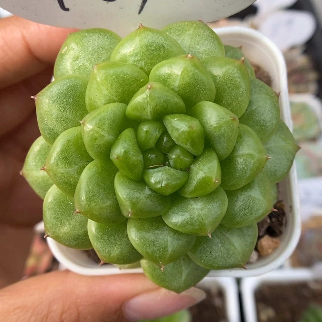 绿腰单头可拍401号。