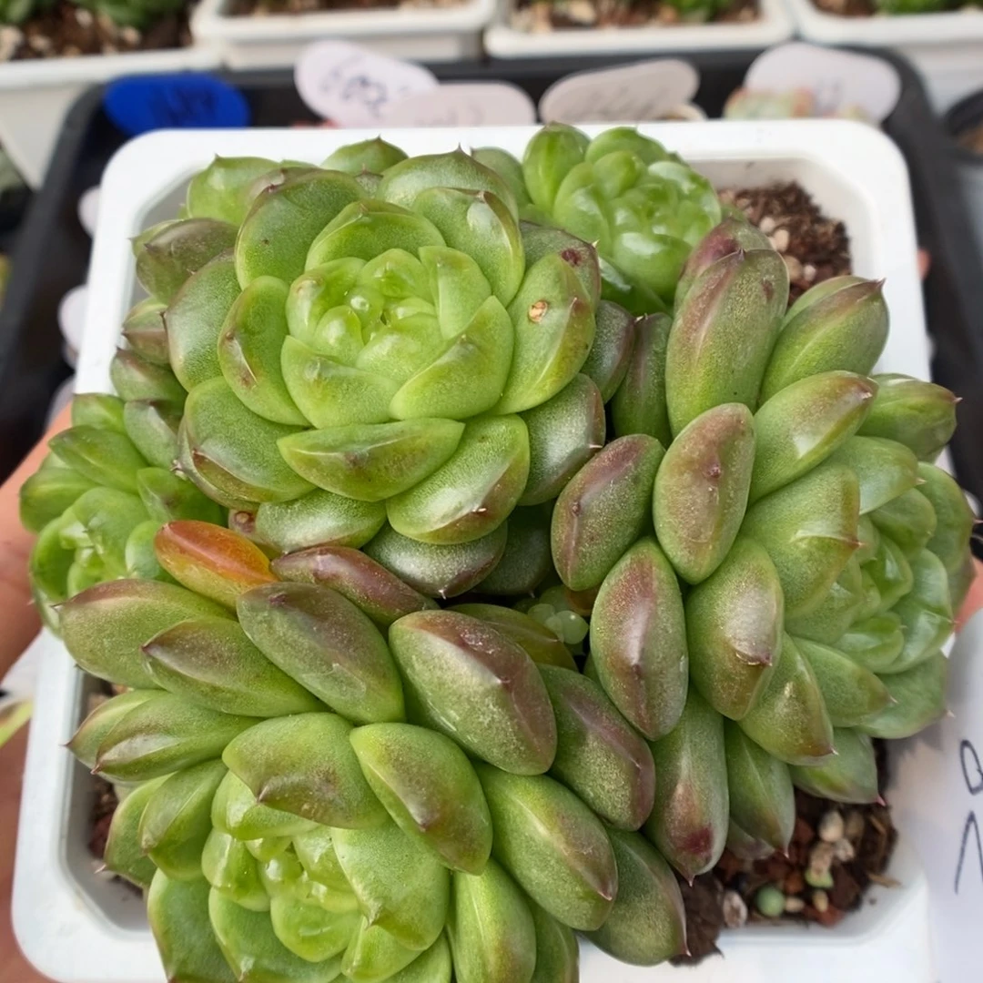 六头灯泡珍妮群生可拍82号