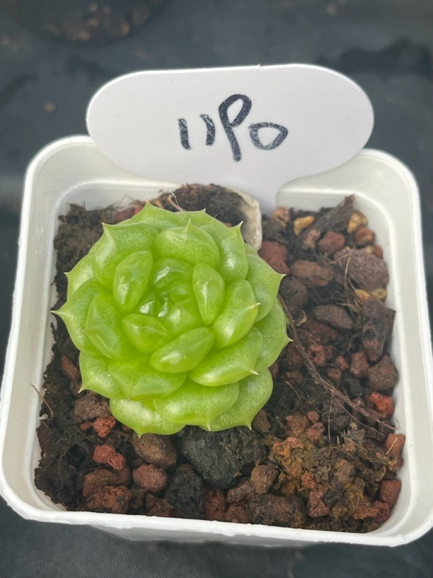 灯泡珍妮可拍1190号