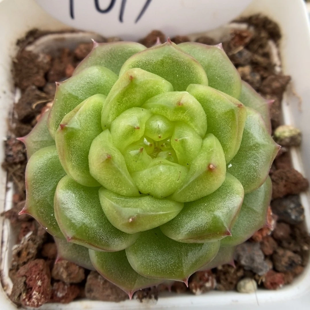 灯泡珍妮可拍1019号。