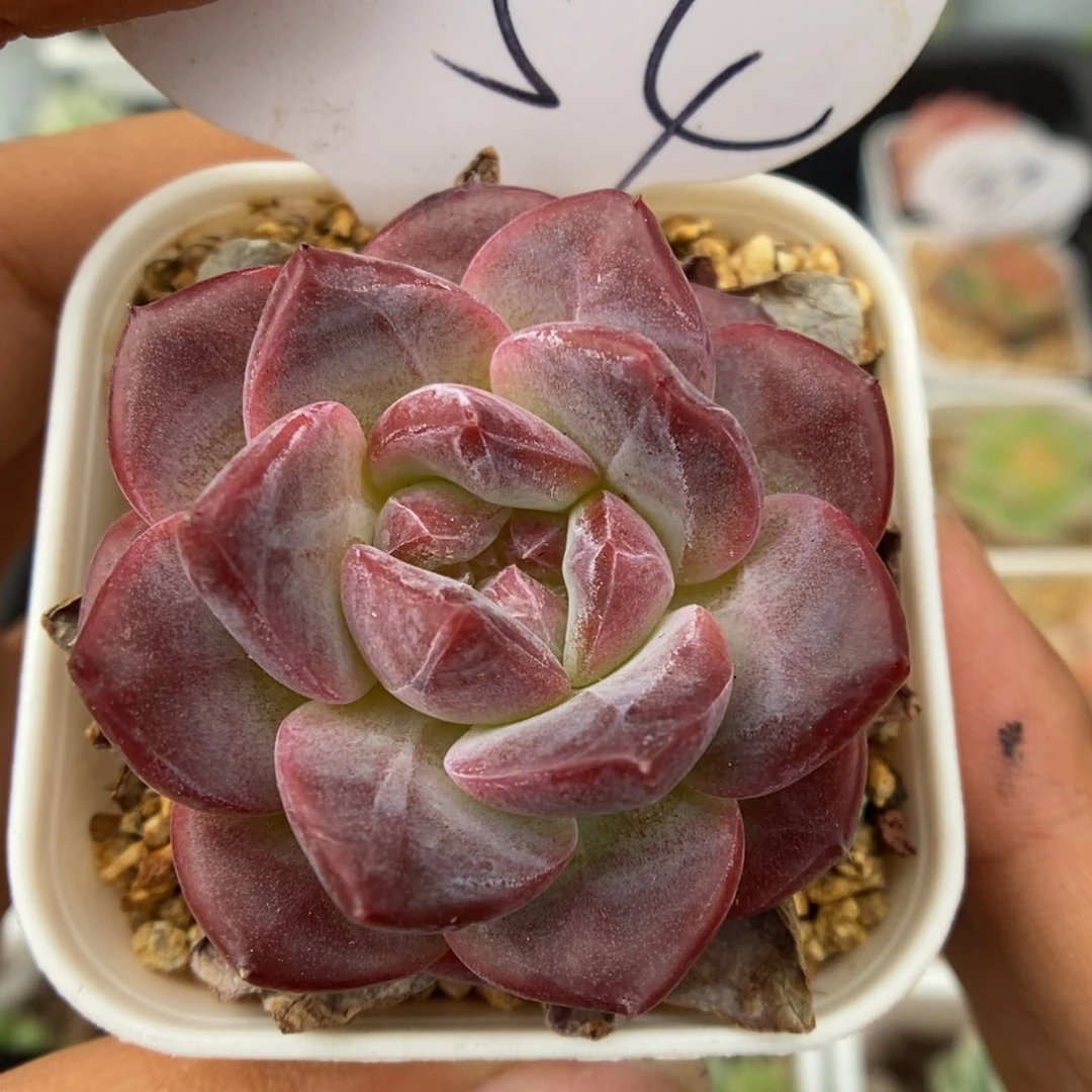 糖心琥珀可拍1054号。