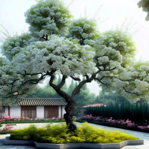 流苏树苗别墅庭院风景大树四月雪观赏白色流苏花网红流苏树苗
