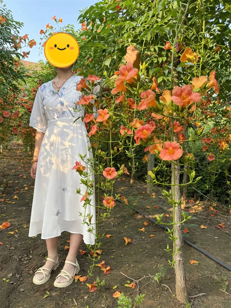 名贵凌霄花 中华凌霄倒挂金钟 花期长花穗长