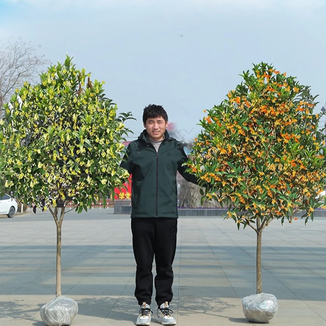 四季桂花树苗庭院浓香花卉四季常青花树金桂丹桂桂花树