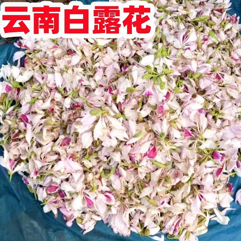 野生白露花云南特产大白花百花菜临沧耿马新鲜野菜农家焯水白鹭花