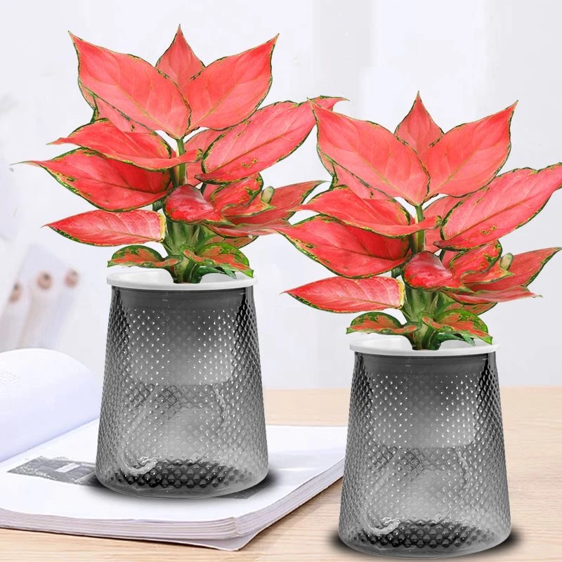 大吉大利如意皇后吉利红盆栽室内绿植盆景大叶水培植物办公室客厅