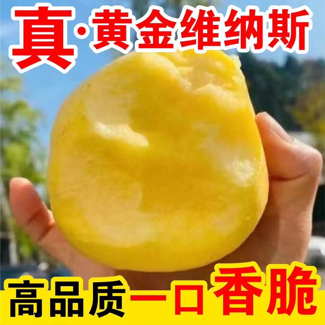【阳哥专属】威海维纳斯黄金苹果，脆甜多汁，香气十足，4.8-5斤/箱