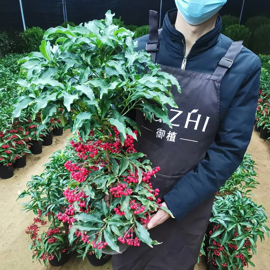 大冠幅 富贵籽腰缠万贯富贵子朱砂根金玉满堂观果富贵籽