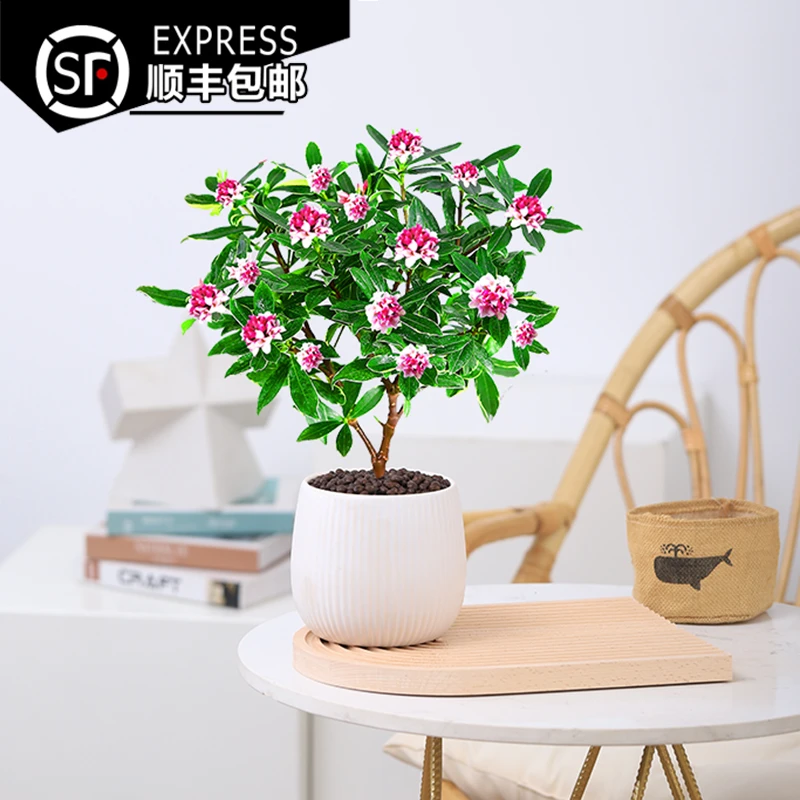 金边瑞香盆栽浓香型室内花卉四季开花好养耐寒易活小绿植客厅盆景