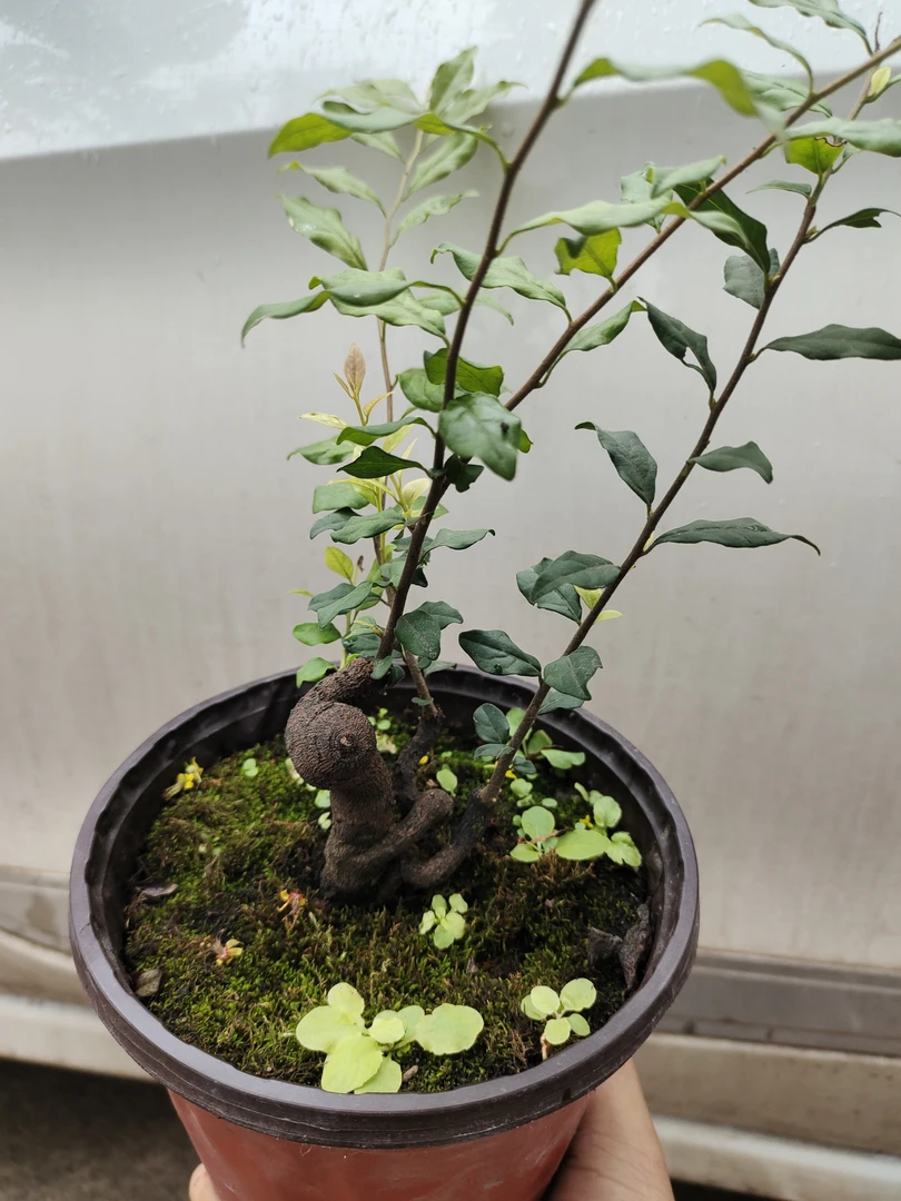 金弹子盆景绿植可观叶观果观花