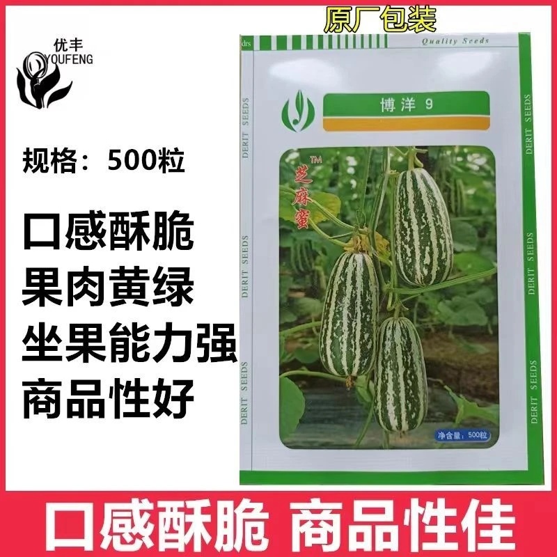 天津德瑞特博洋9号甜瓜种子芝麻蜜甜瓜白绿花皮甜瓜春大棚温室播