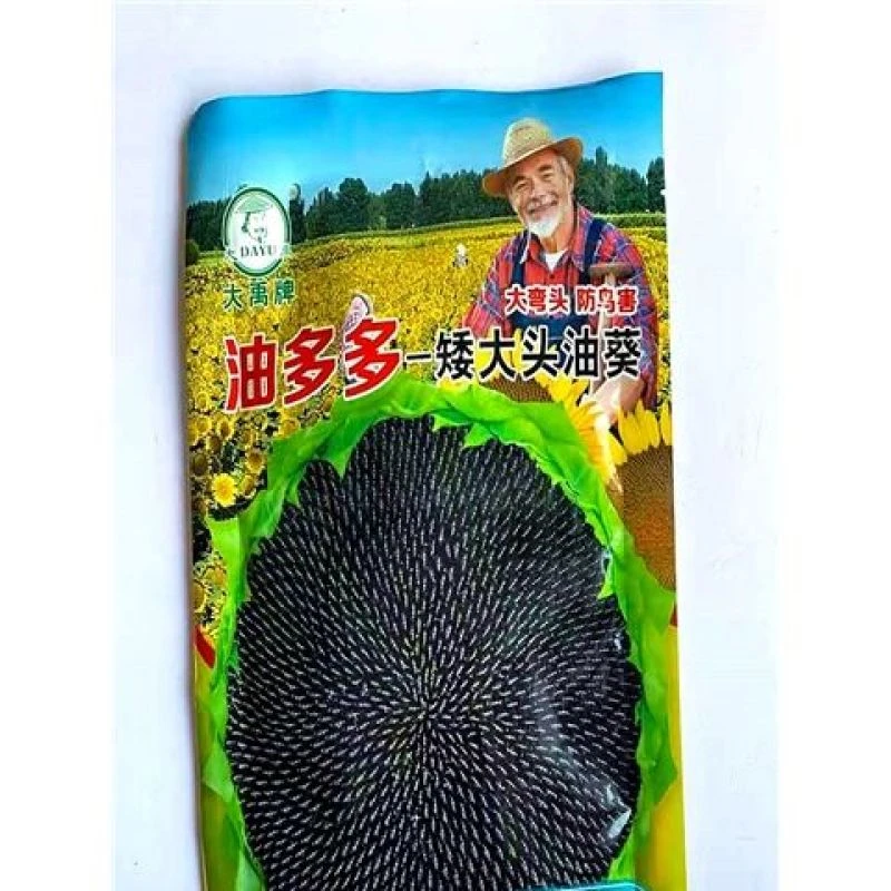 河北大禹牌矮大头油葵种子向日葵种籽葵花籽春季播向日葵种子种籽