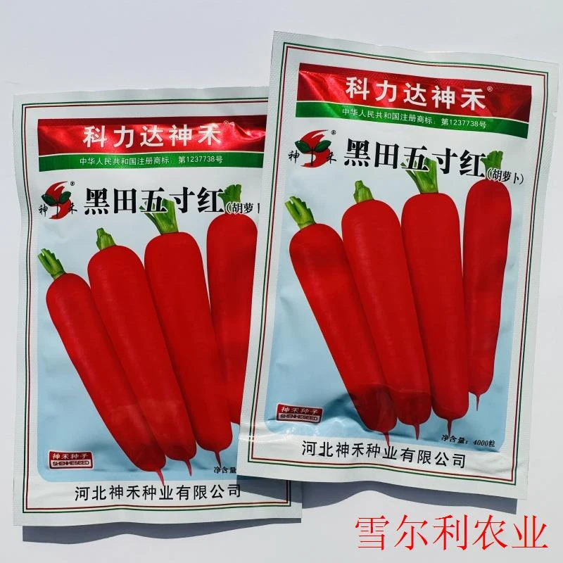 黑田五寸红胡萝卜种子表皮红色根形整齐着色膨大快成品率高肉细嫩