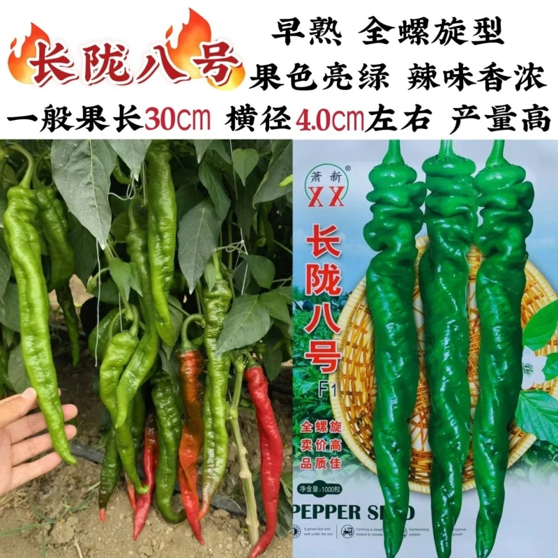 陇八号螺丝椒种子早熟全螺旋型螺丝辣椒种子种子辣味十足产量高