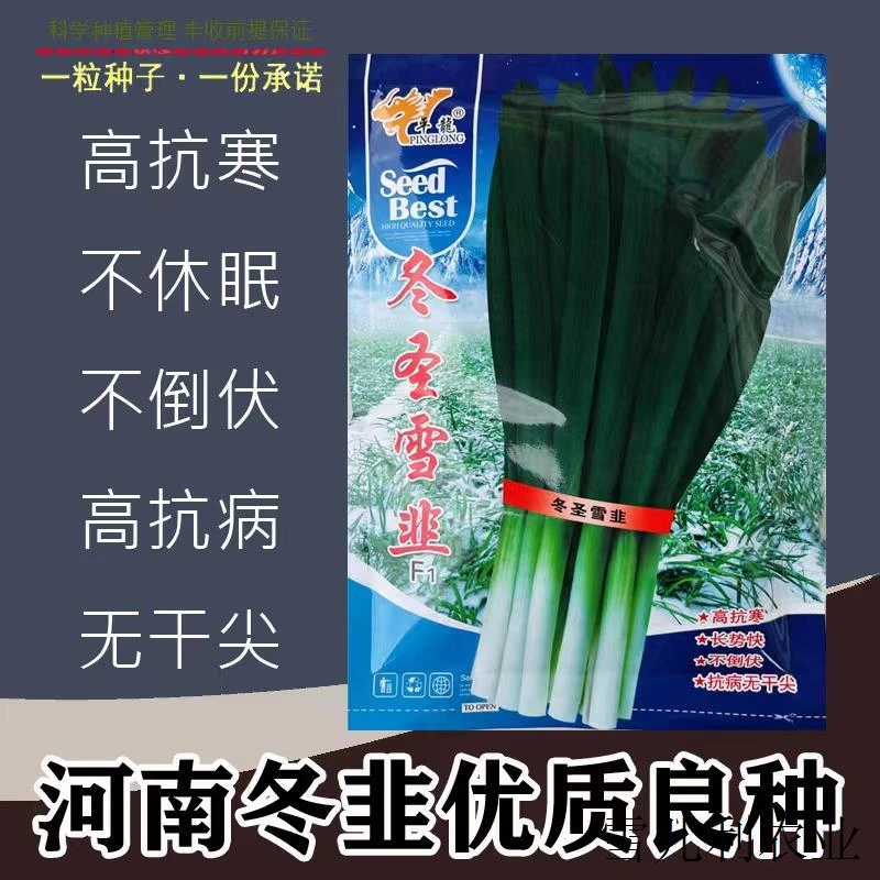 平龙冬圣雪韭韭菜种子大叶片抗寒高产青韭菜籽种子 不倒伏春秋播