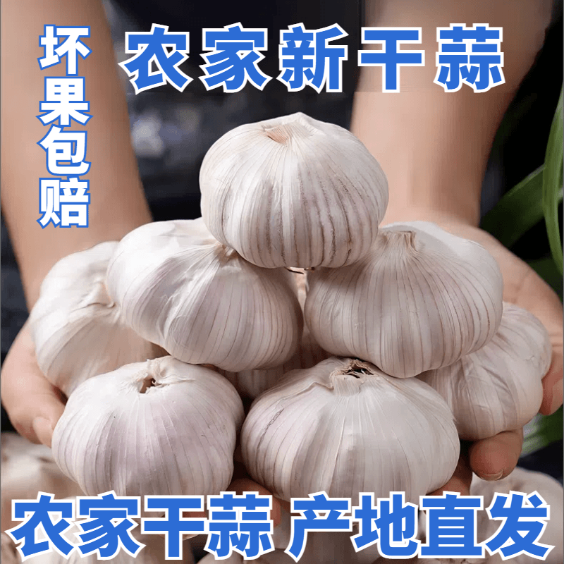 [新干蒜]山东5斤干蒜新鲜大蒜紫白皮大蒜可种蒜味十足1斤3斤5斤f