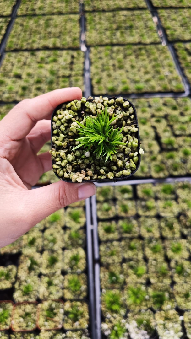 室内盆栽菖蒲,蝉小川新款爱心家用高档主卧卧室房间家庭直发