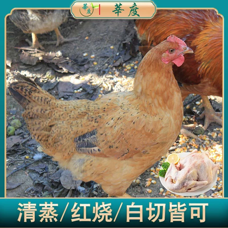 【到手三只】农家散养三黄鸡 新鲜现杀土鸡白条鸡