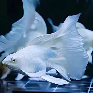 精品蝴蝶鲤熊猫大鳍大尾球体短身普身渔场包邮（直播）