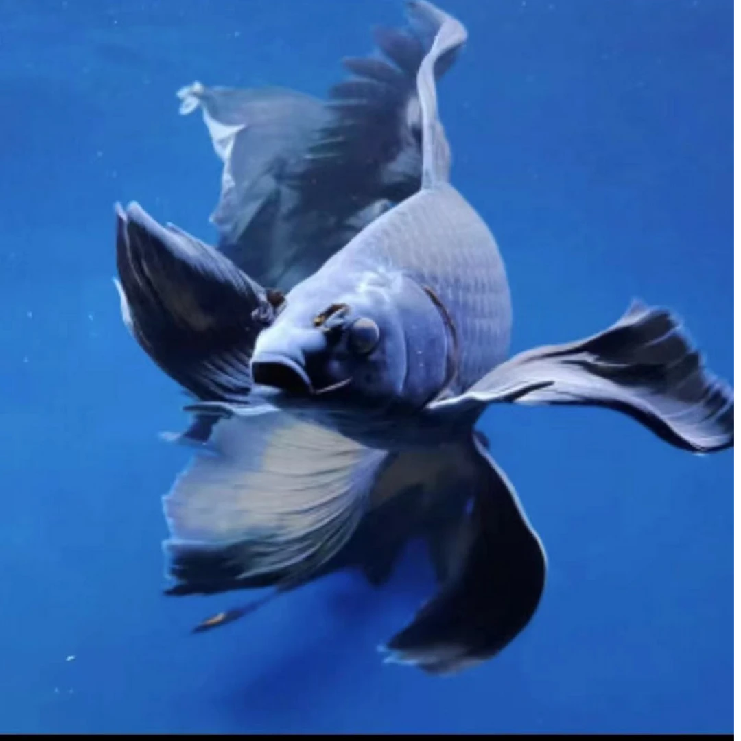 精品蝴蝶鲤熊猫大鳍大尾球体短身普身渔场包邮（直播链接）