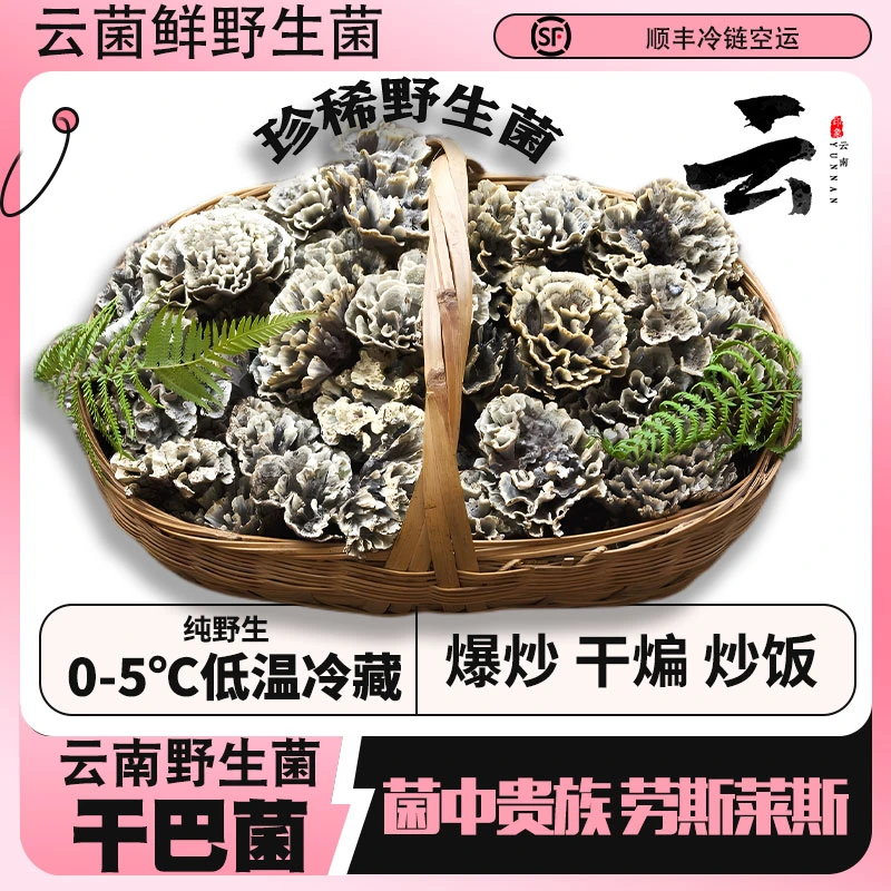云南产品野生菌新鲜精品干巴菌.1斤2斤.顺丰空运发货