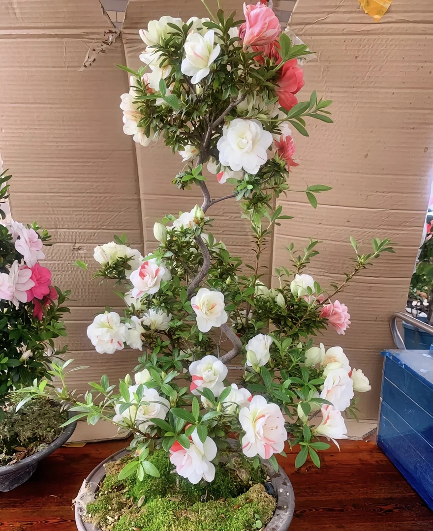 舞小町皋月杜鹃耐热耐寒杜鹃花室内室外盆栽地栽杜鹃